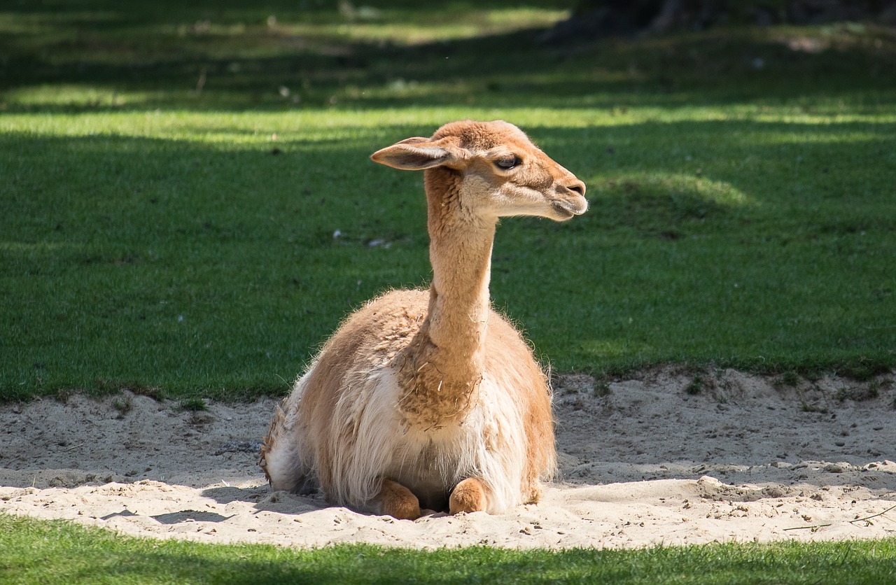 vicuna  paarhufer  calluses ohler free photo