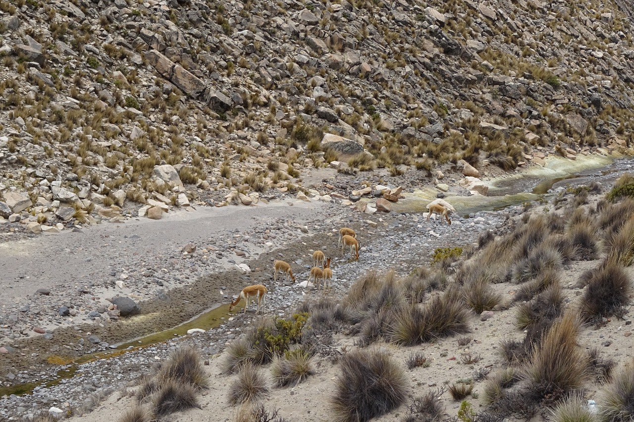 vicuñas andes peru free photo