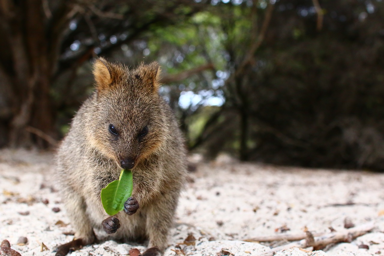 video camera  animal  cute free photo