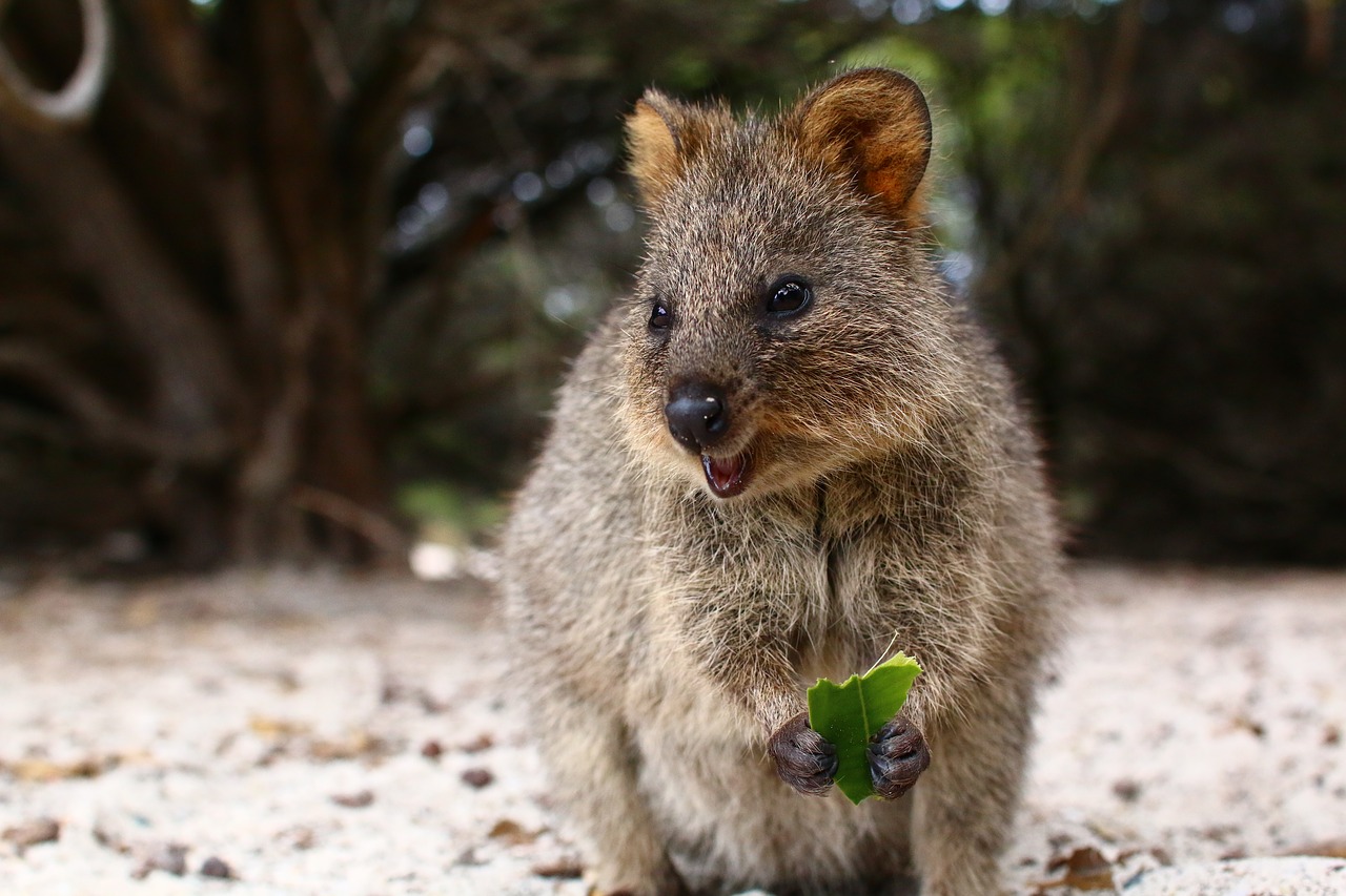 video camera  animal  cute free photo