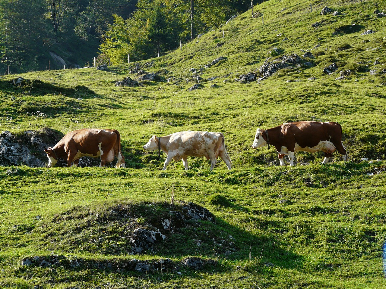 viehscheid cows almabtrieb free photo