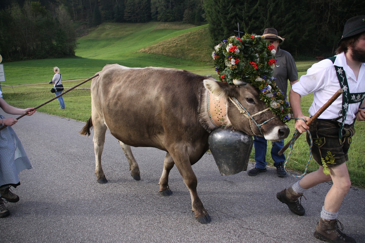 viehscheid allgäu cow free photo