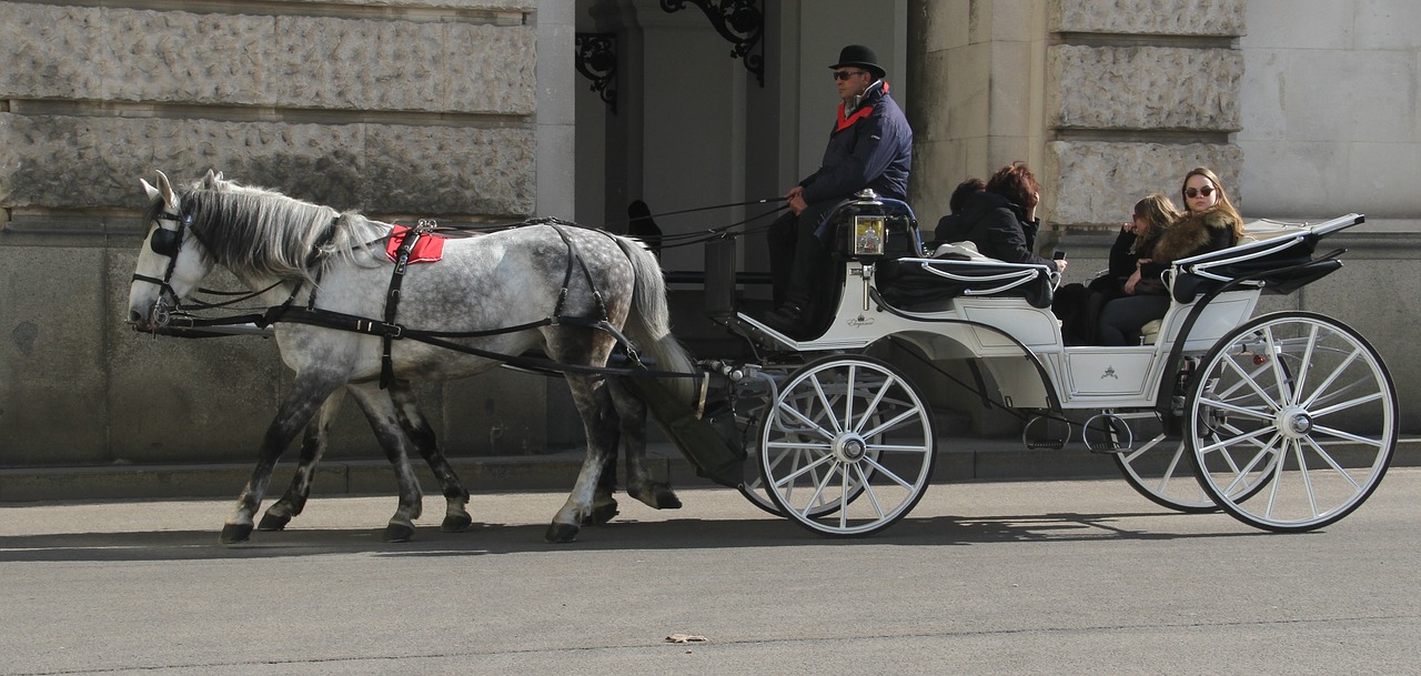 vienna horse car free photo