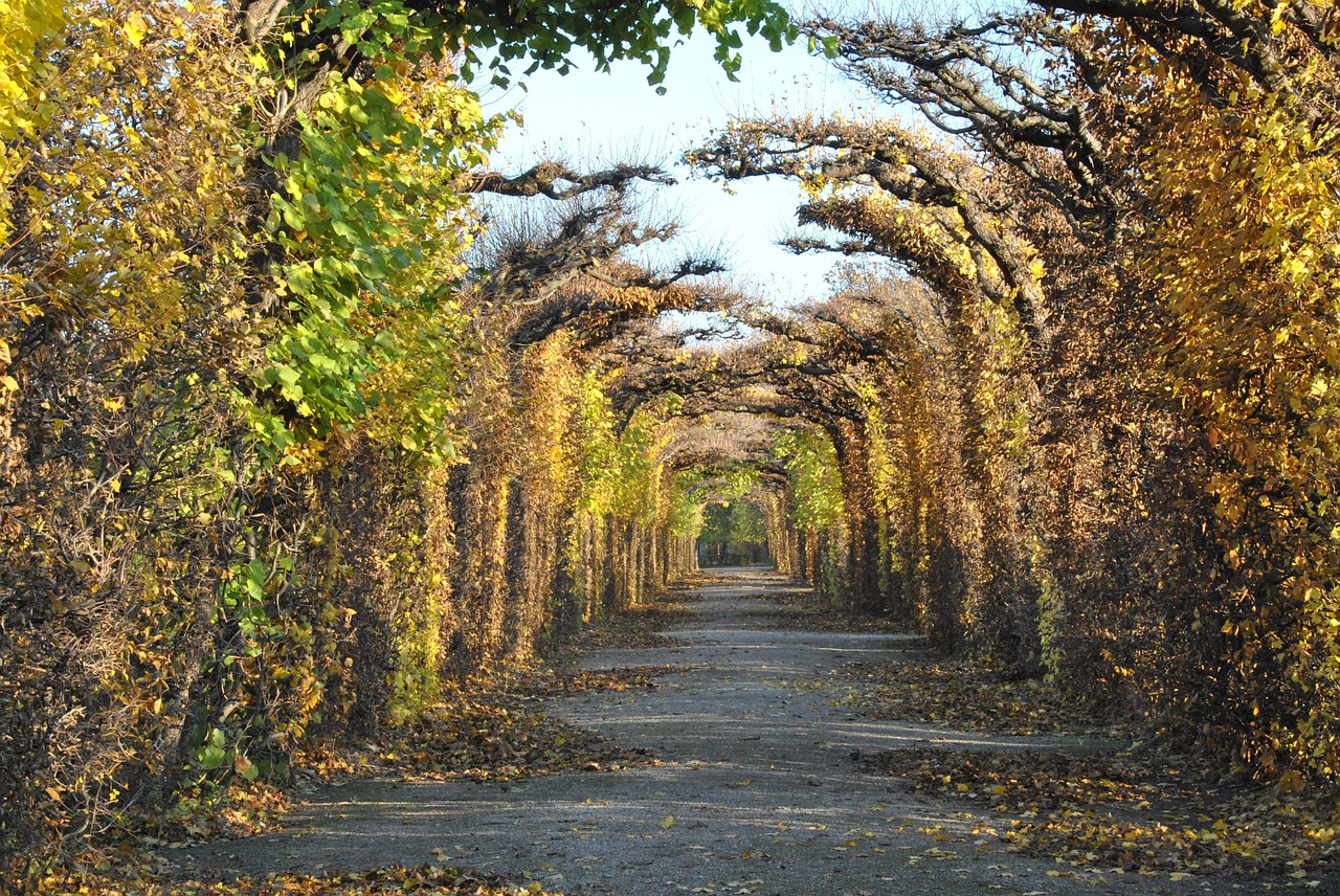 vienna autumn tree free photo