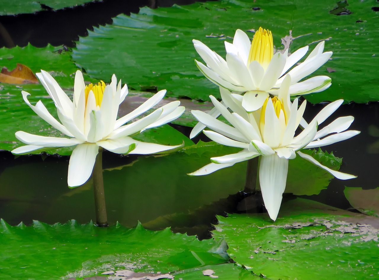 viet nam lotus white free photo