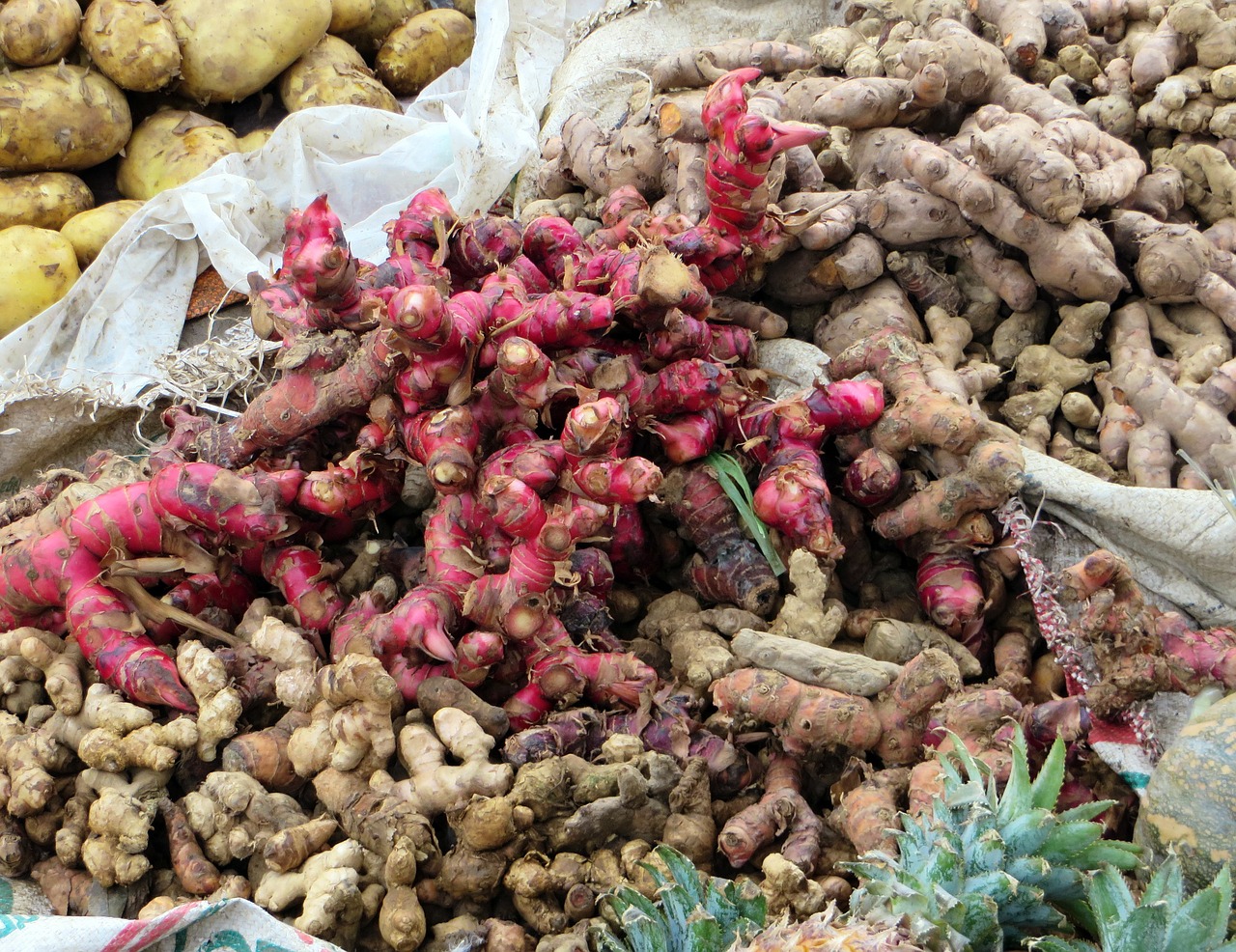 viet nam spices red ginger free photo