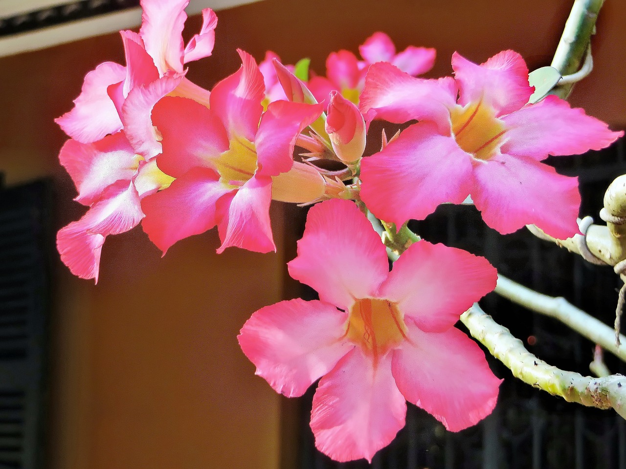 viet nam saigon flowers free photo
