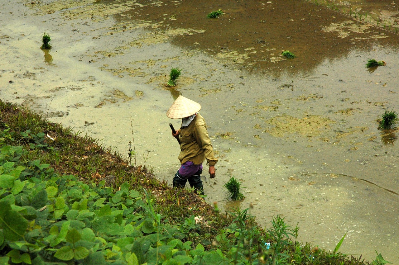 viet nam rice field rice free photo
