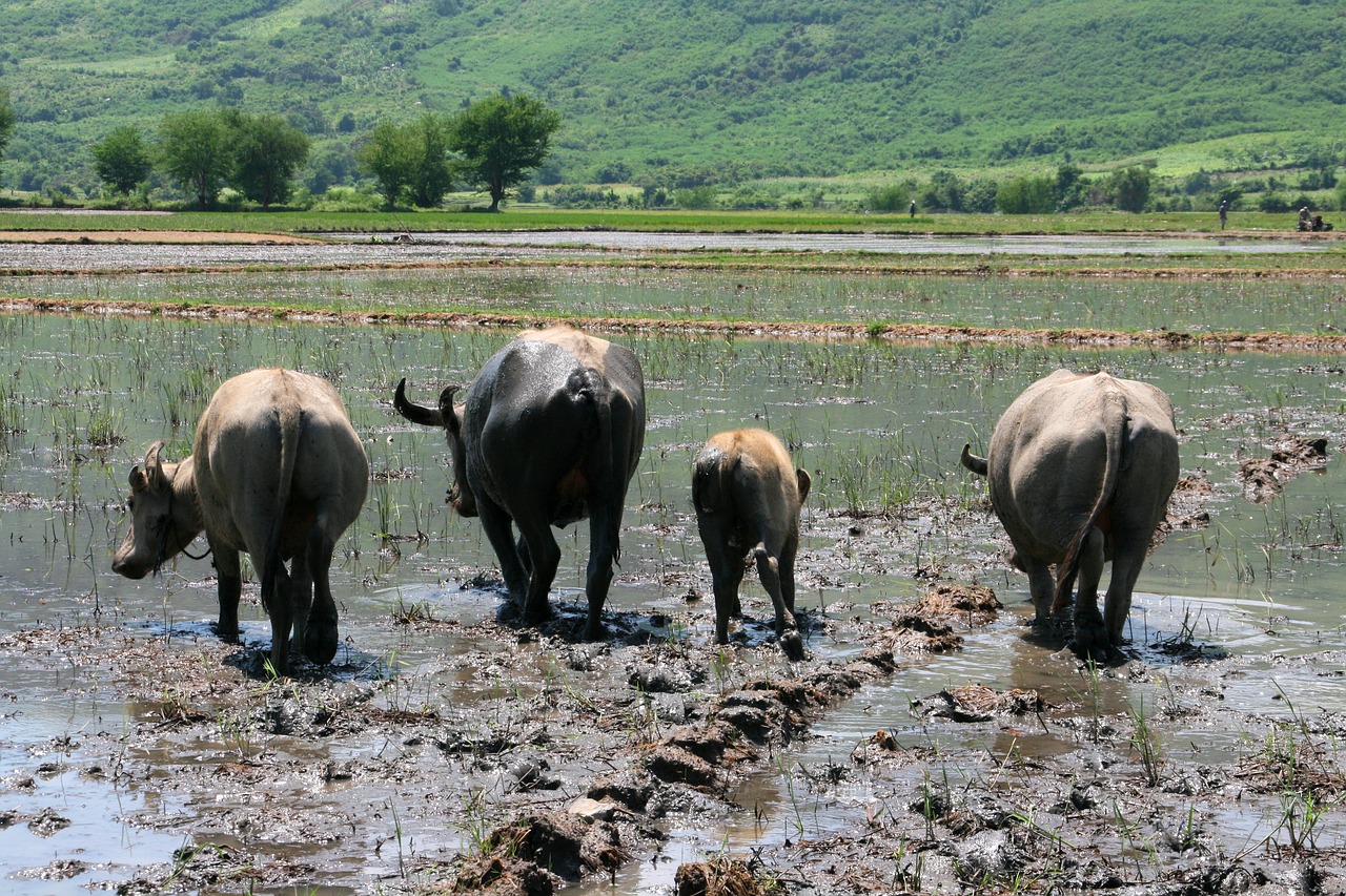 viet nam  animals  tropics free photo