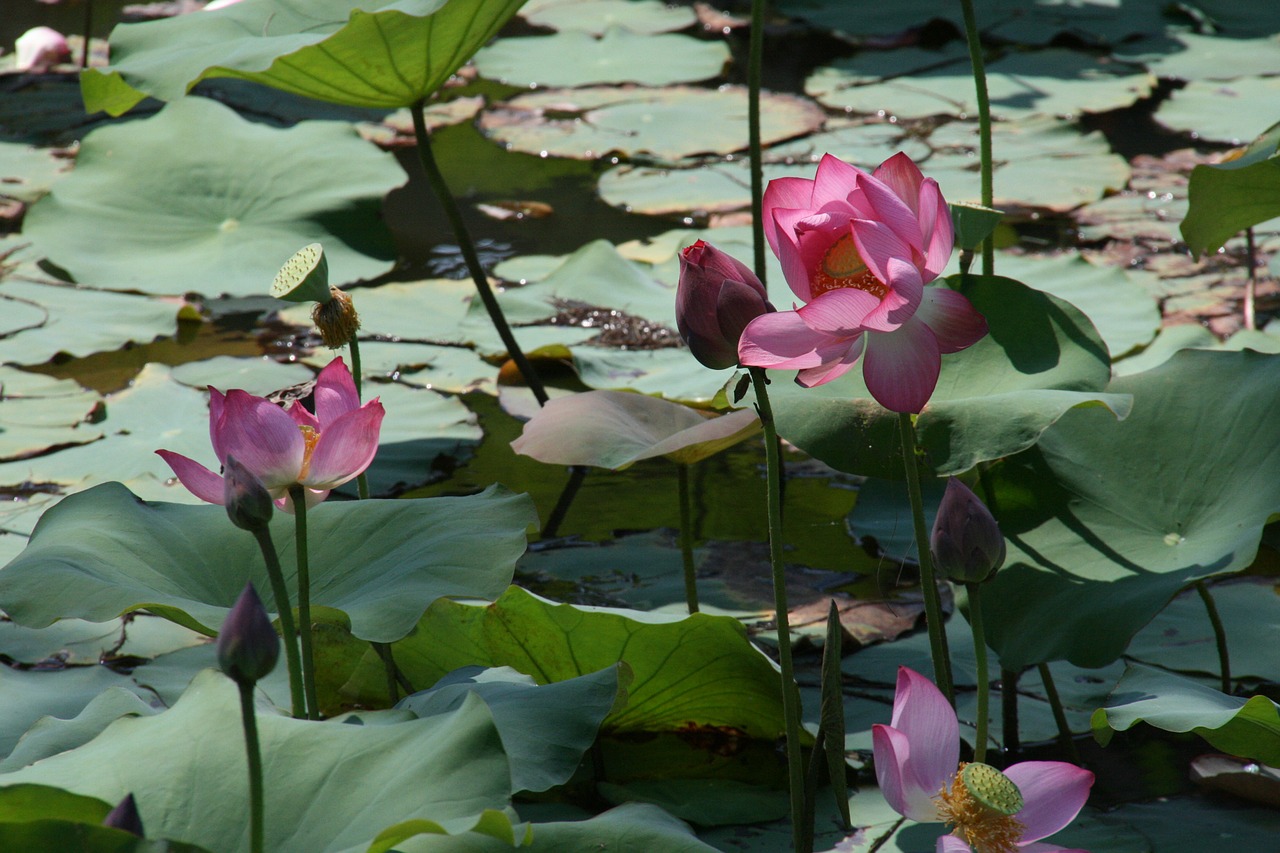 viet nam lotus flower free photo