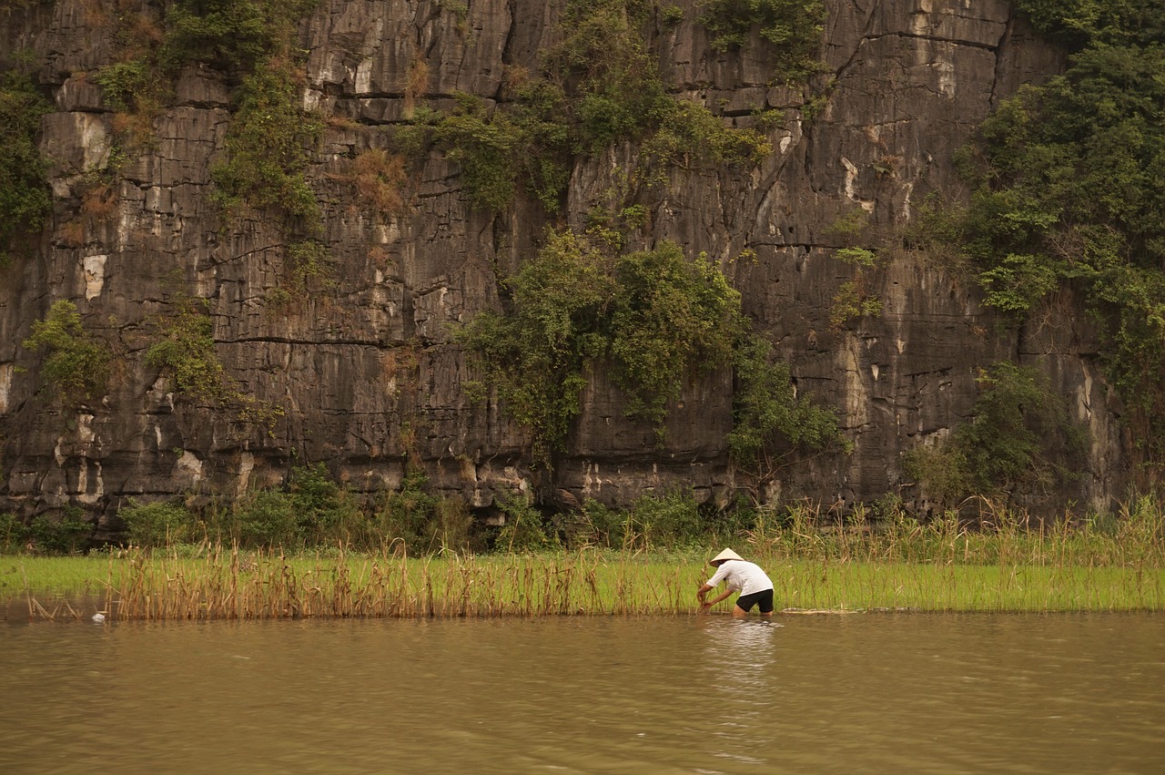 vietnam rice rice field free photo