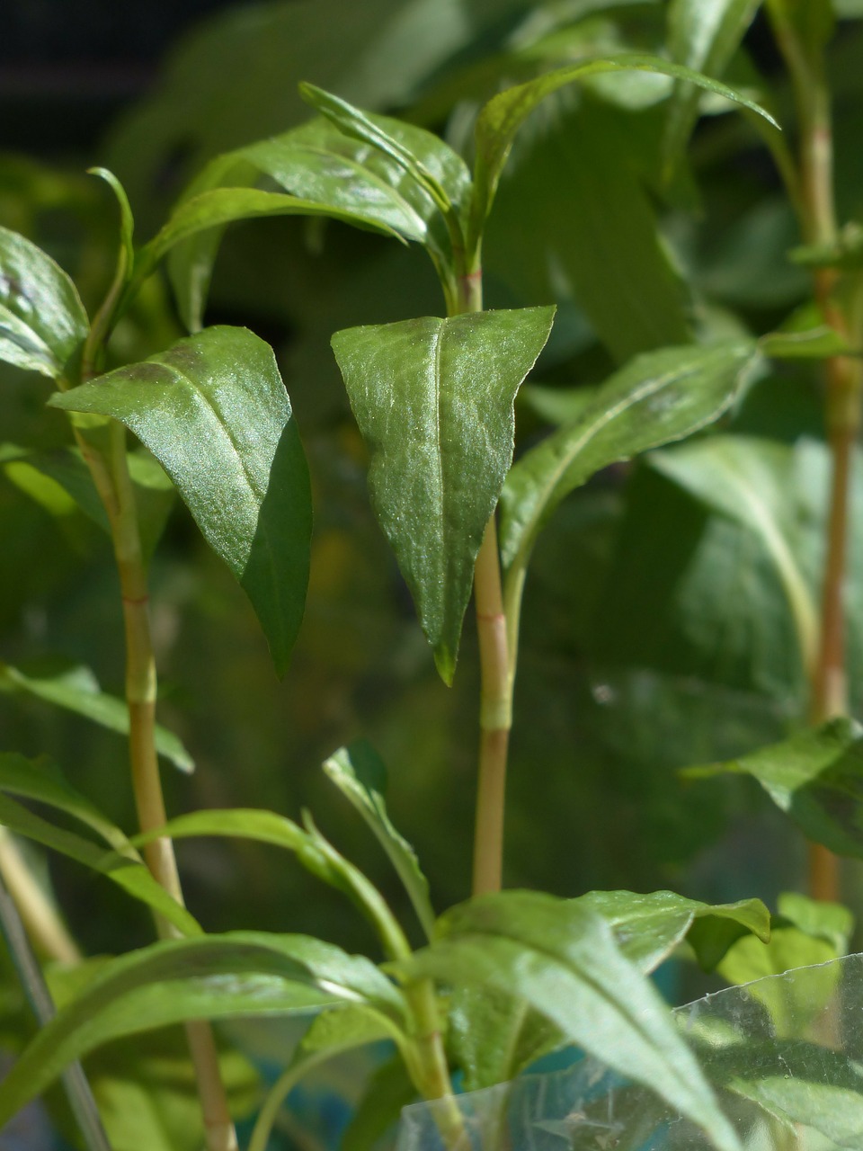 viet nam coriander plant kitchen herb free photo