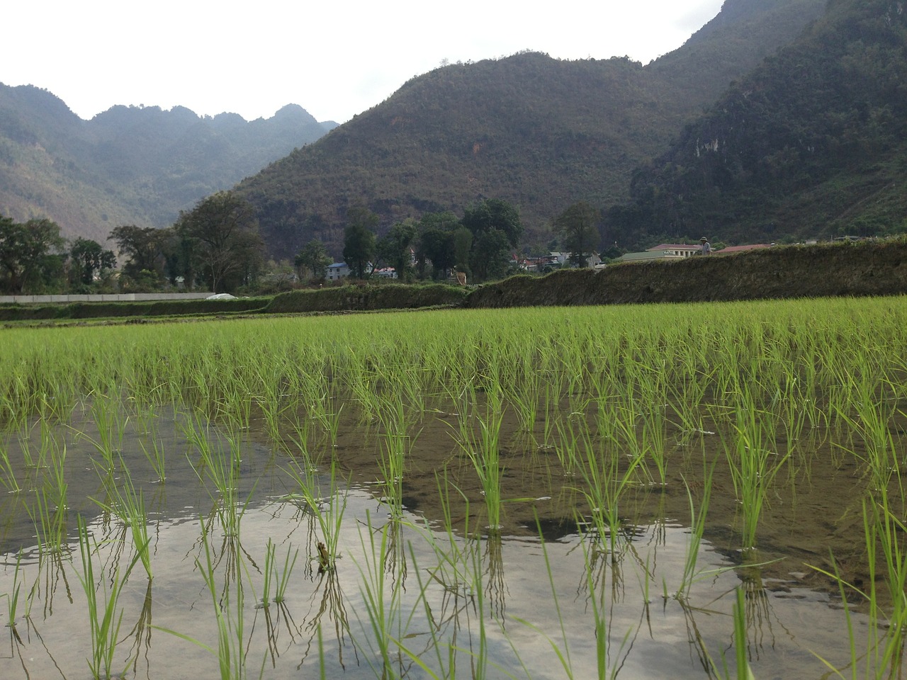 vietnam rice field free photo