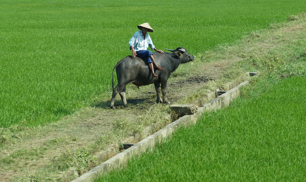 vietnam rice paddy free photo