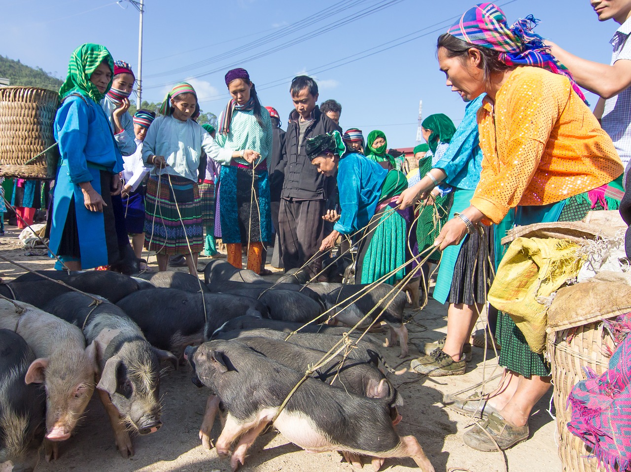 pigs trade market free photo