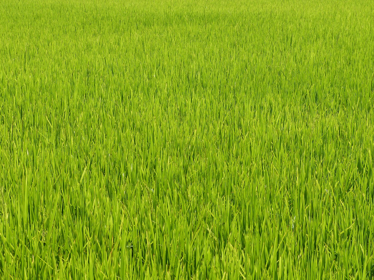vietnam asia rice free photo