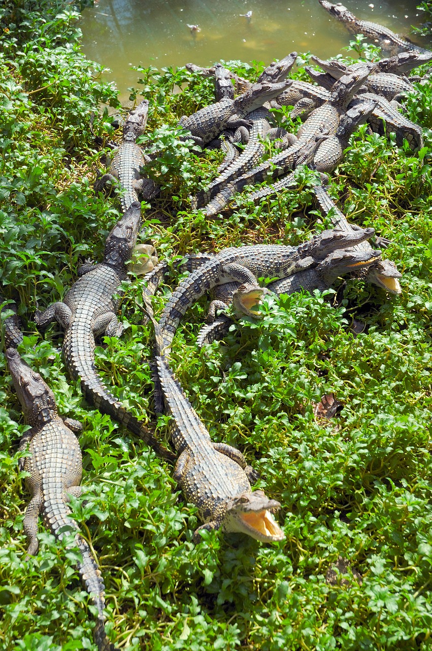 vietnam crocodiles reptiles free photo