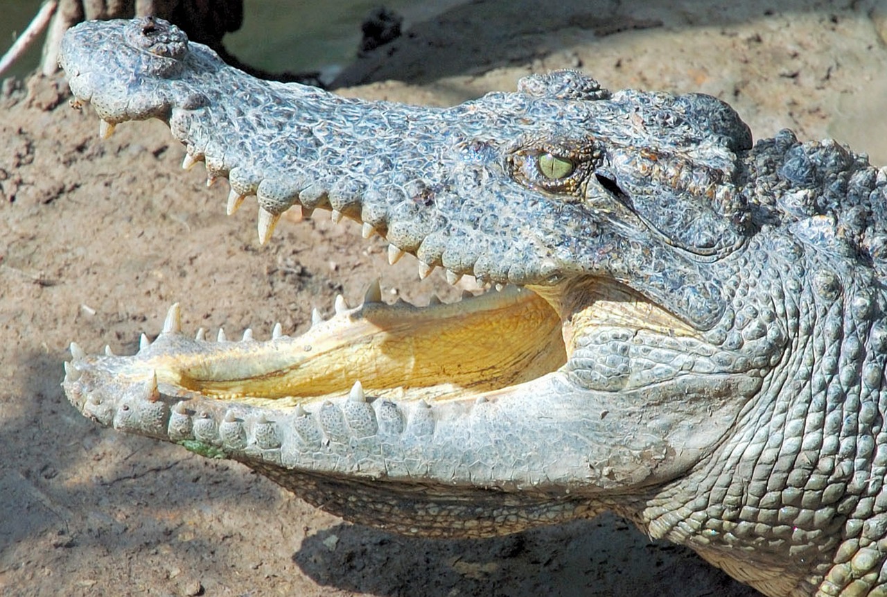 vietnam crocodile reptiles free photo