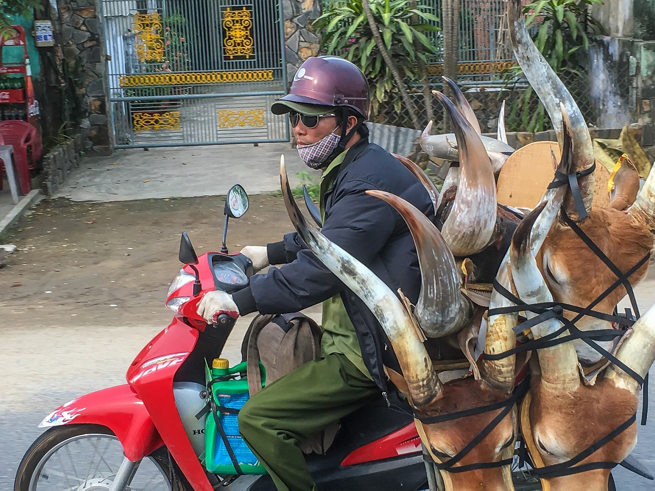 vietnam motor scooter buffalo head free photo