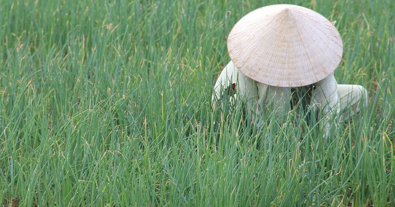 vietnam hoian rice fields free photo