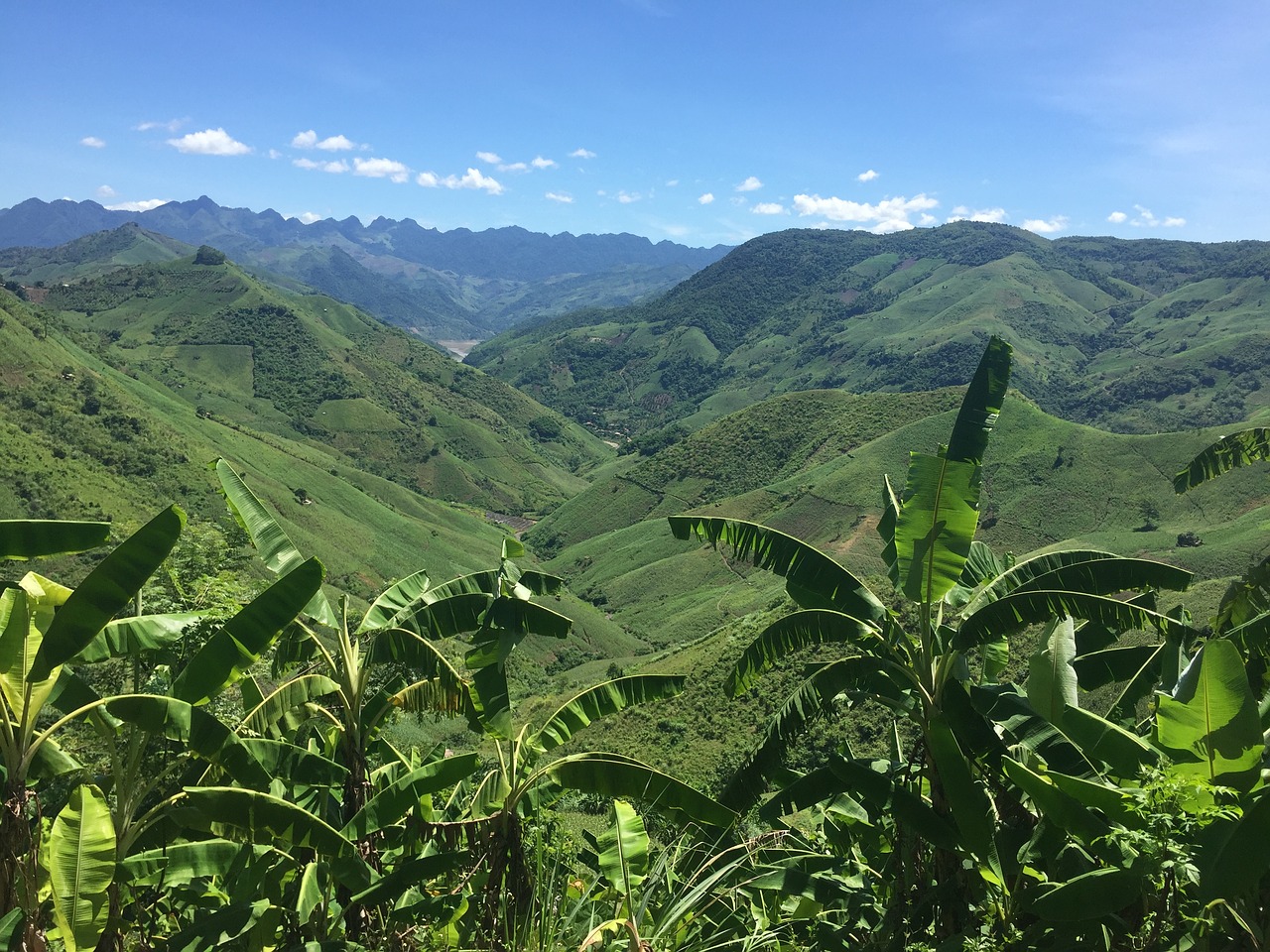 vietnam mountains palms free photo