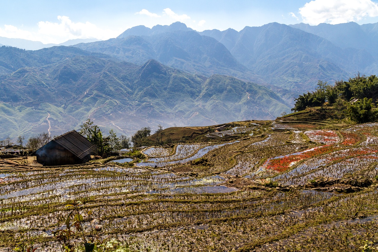 vietnam sapa rice free photo