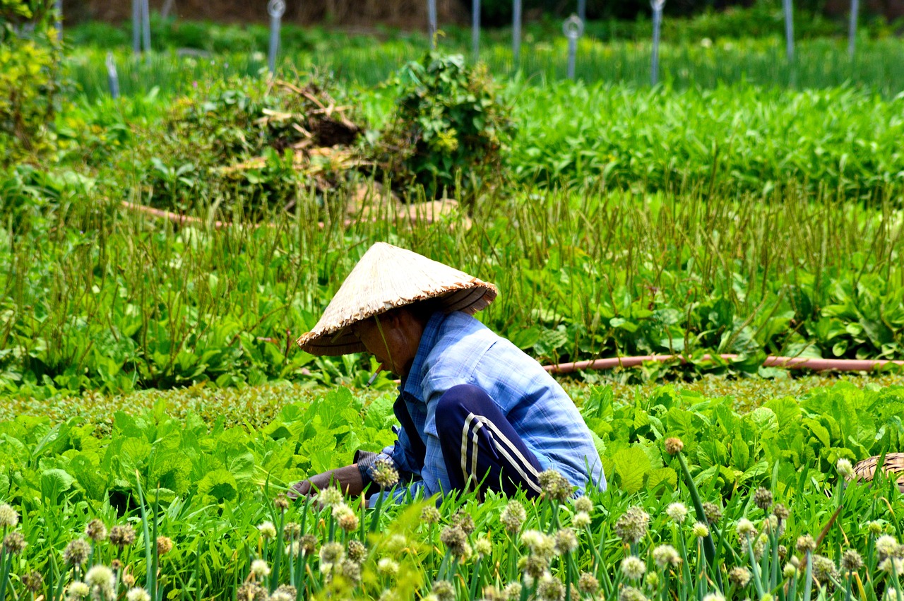 vietnam traditional farming free photo
