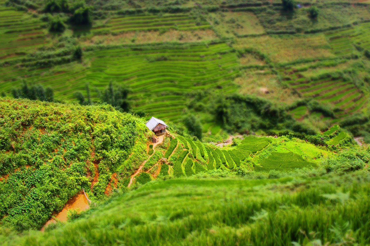 vietnam sapa rice field free photo
