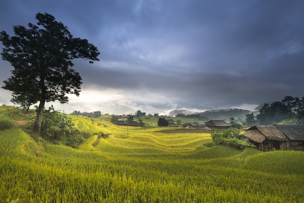 vietnam terraces rice free photo