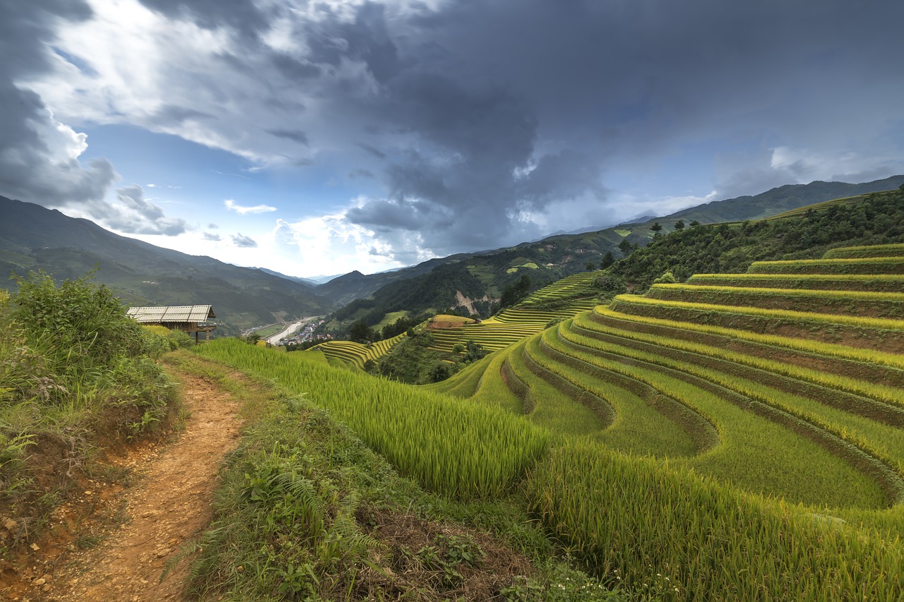 vietnam terraces rice free photo