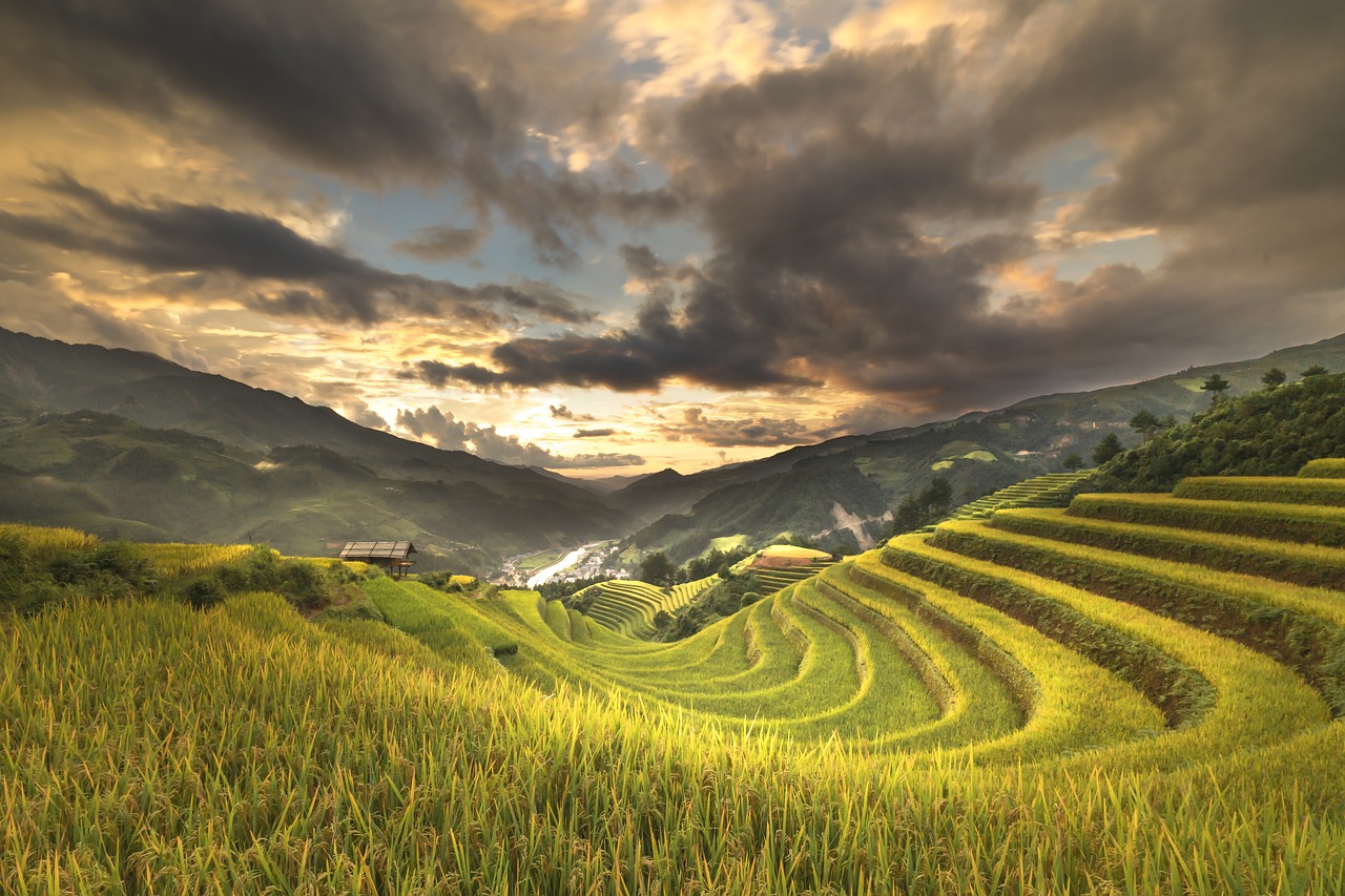 vietnam terraces rice free photo