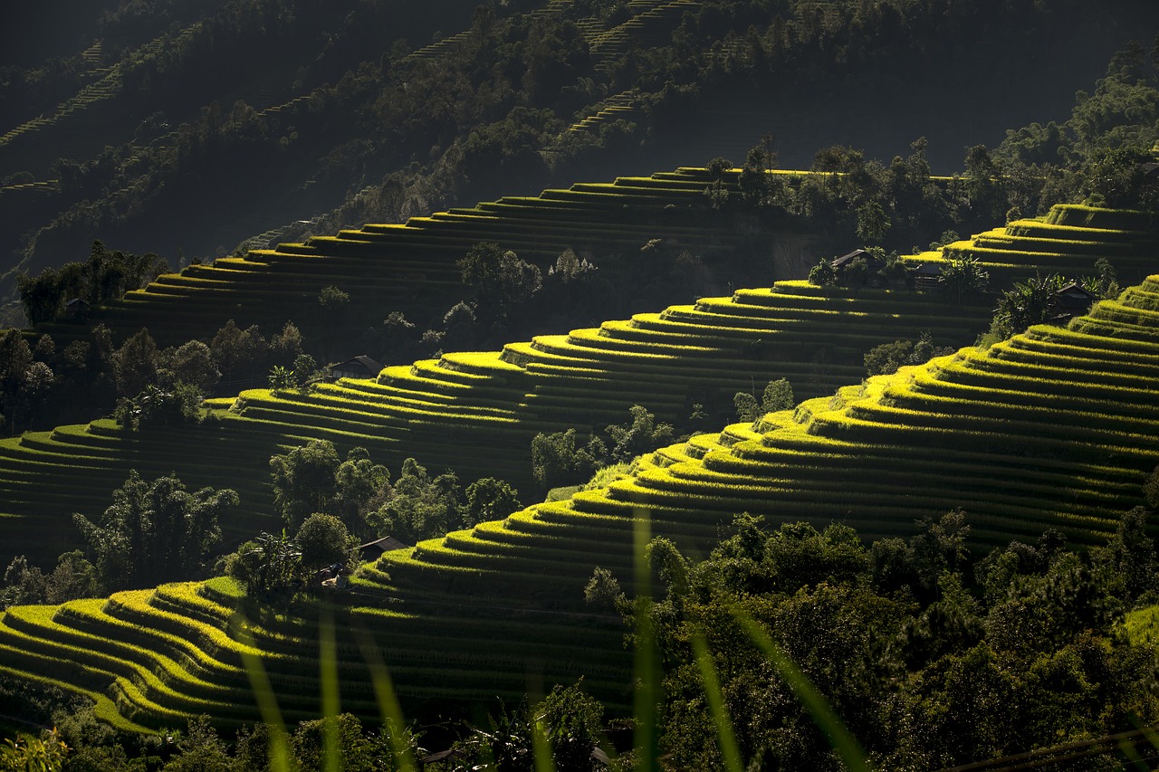 vietnam terraces rice free photo