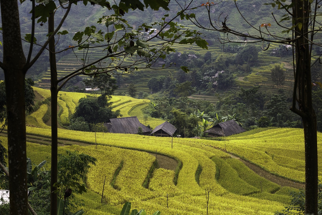 vietnam rice rice field free photo