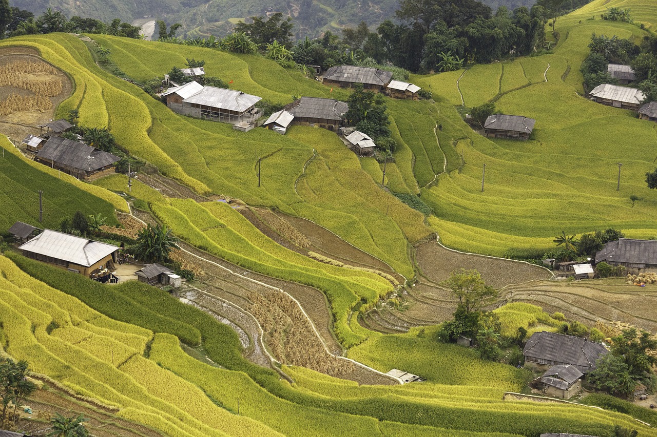 vietnam rice rice field free photo