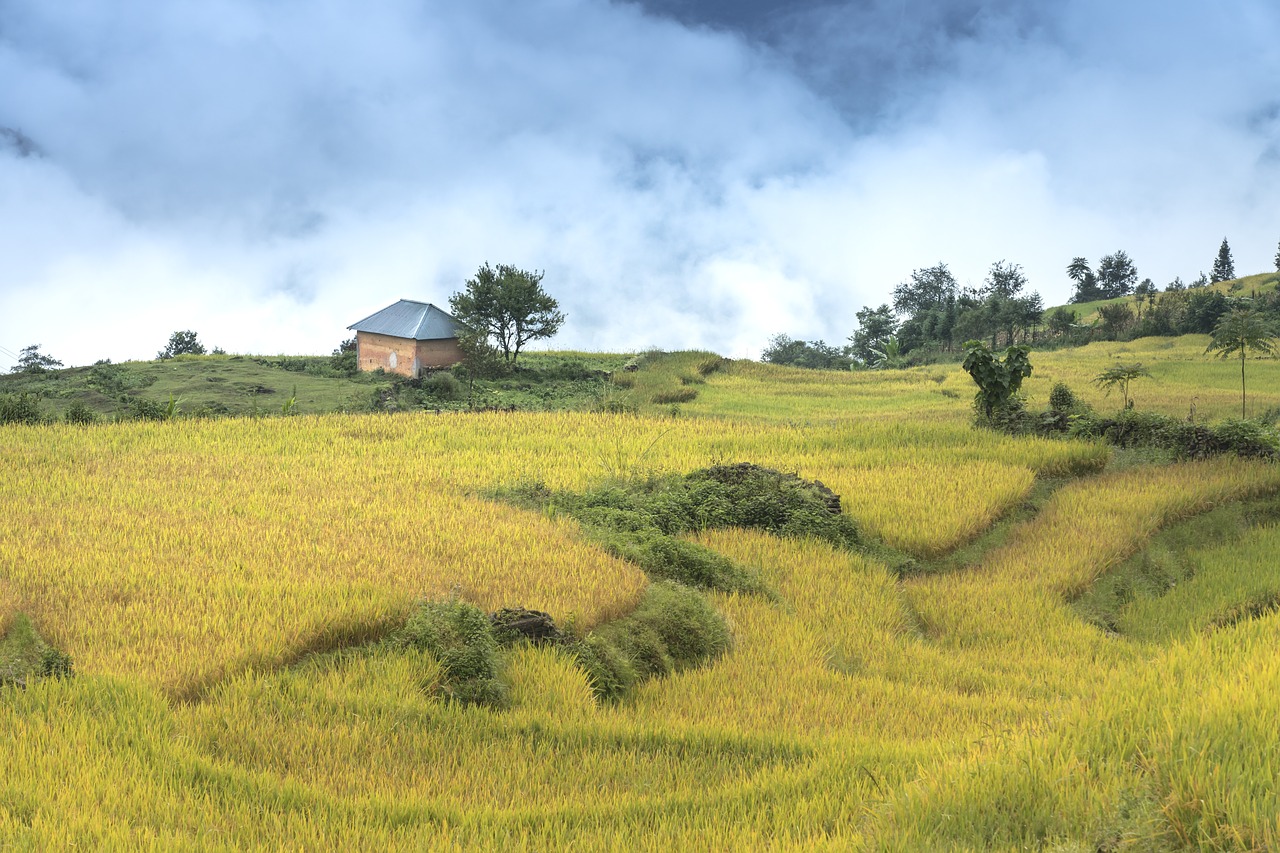 vietnam rice rice field free photo