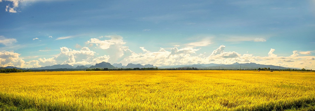 vietnam  agriculture  farm free photo