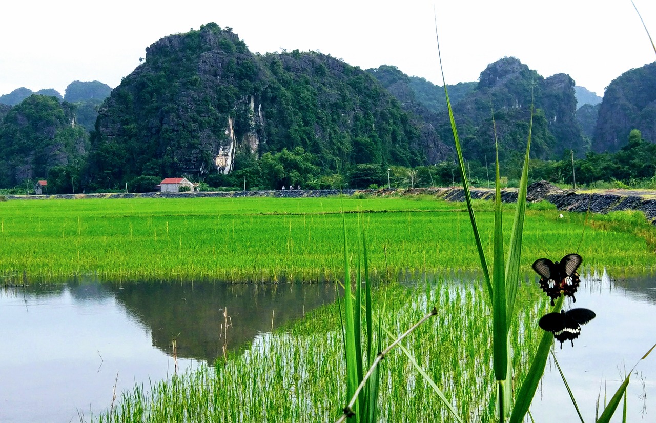 vietnam  nature  green free photo