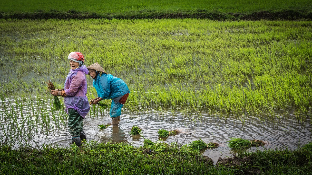 vietnam  women  paddy free photo
