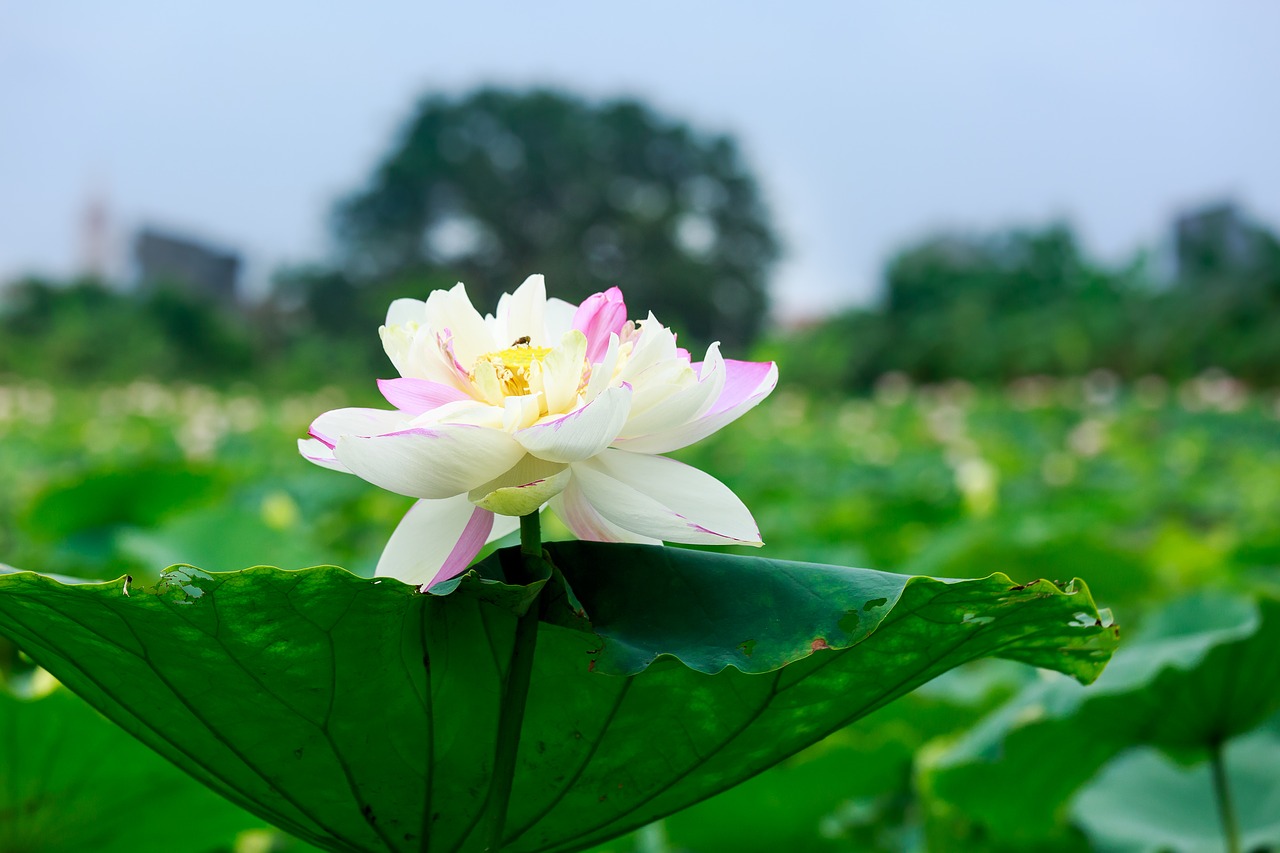 vietnam  flower  asia free photo