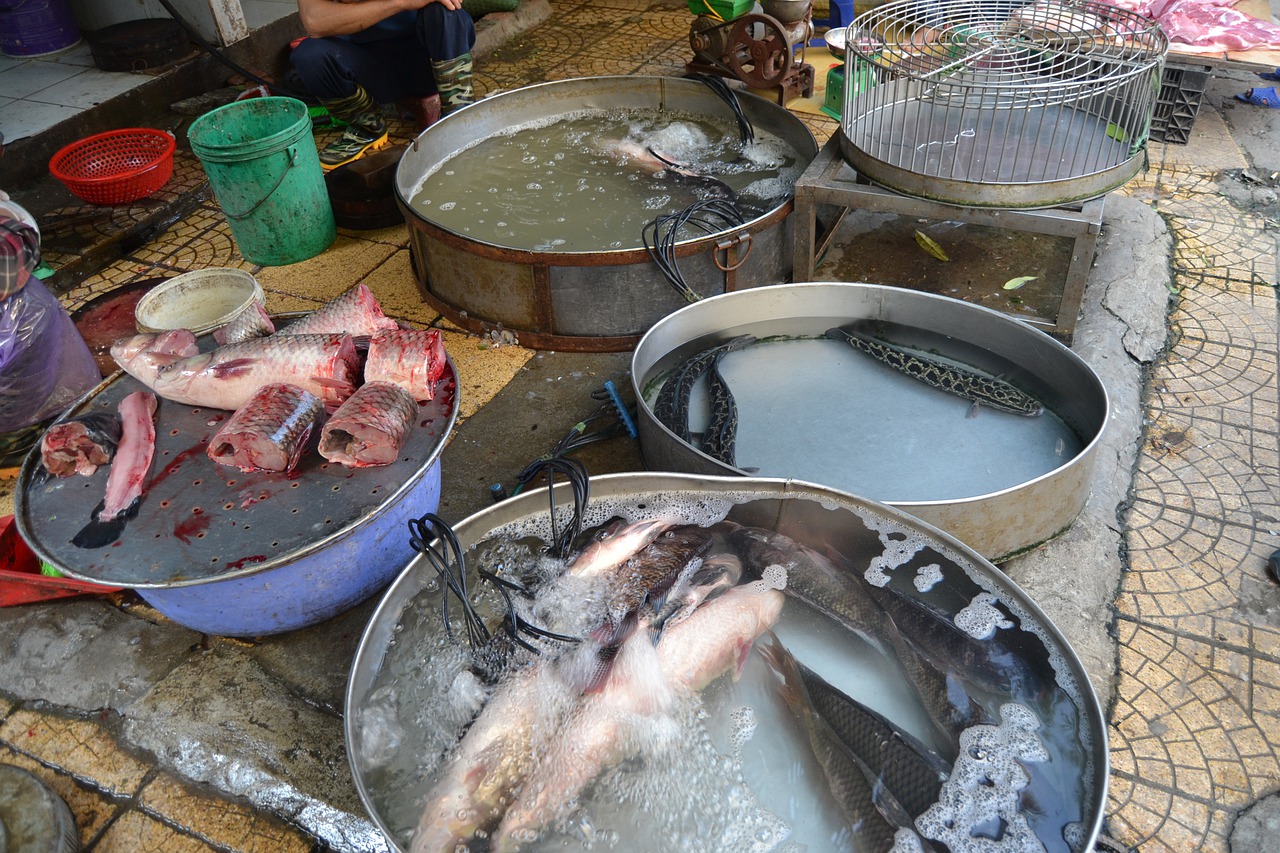 vietnam  hanoi  fish free photo