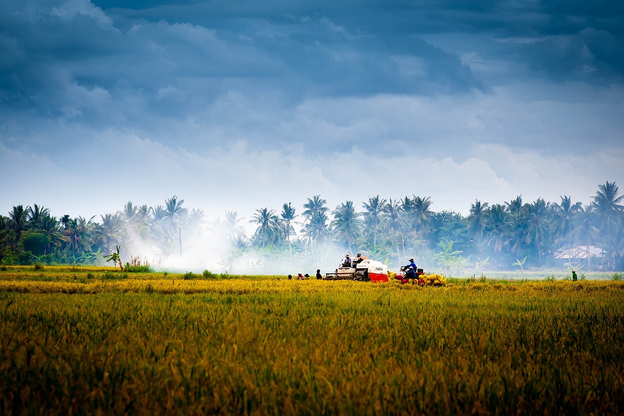 vietnam countryside harvest free photo