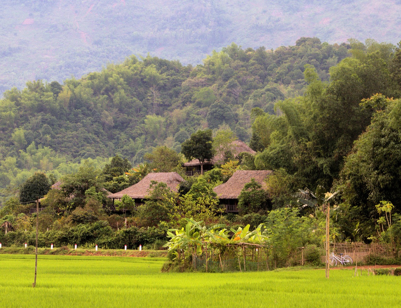 vietnamese landscape  bamboo free pictures free photo