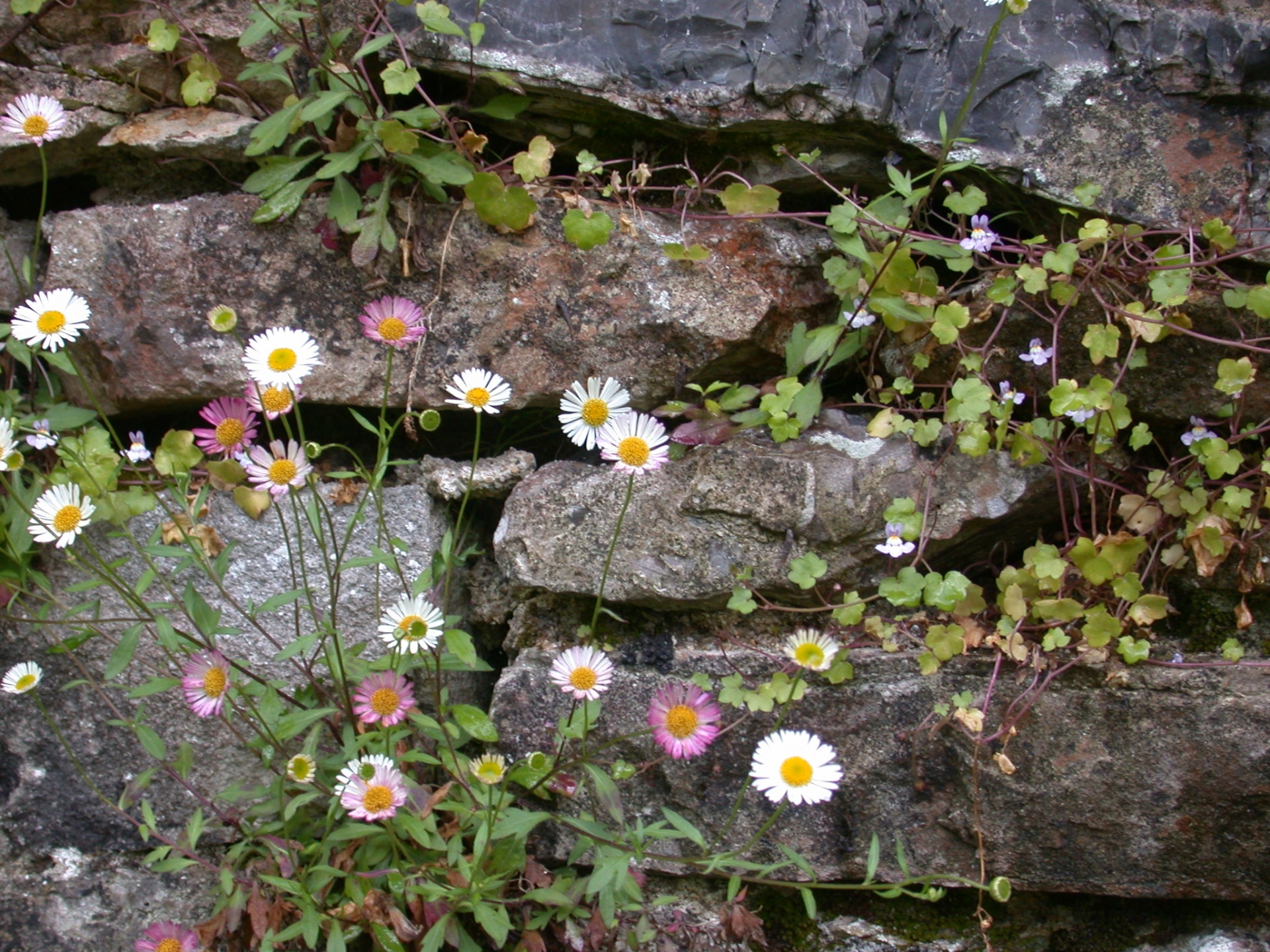 stones wall wild flowers free photo