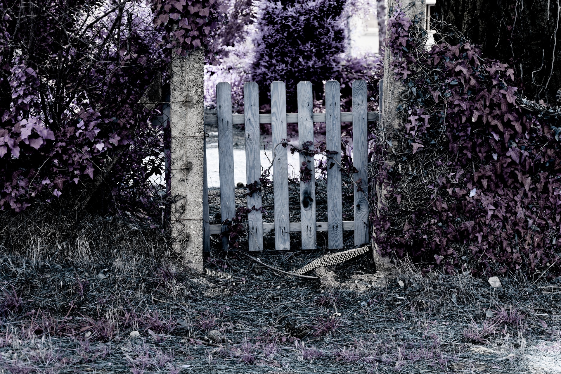 gate fence wood free photo