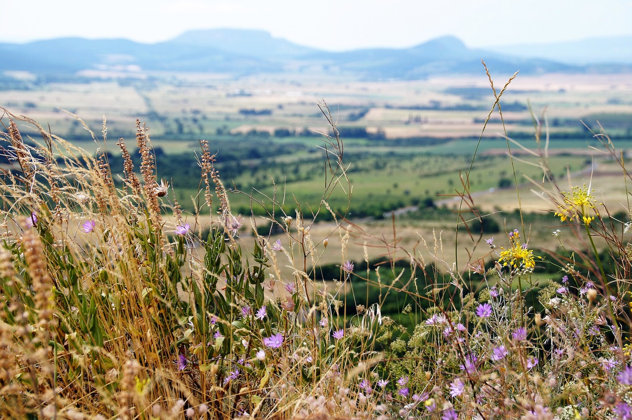 view balaton flowers free photo