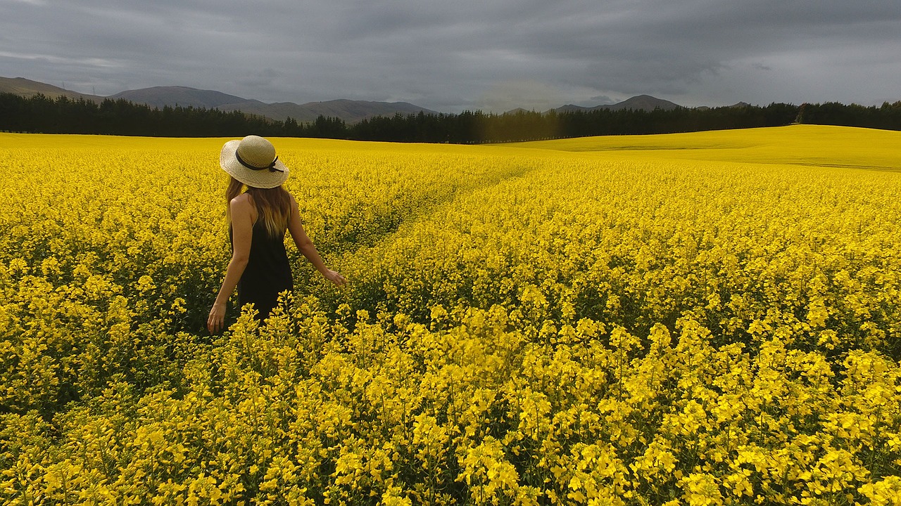 view yellow sky free photo