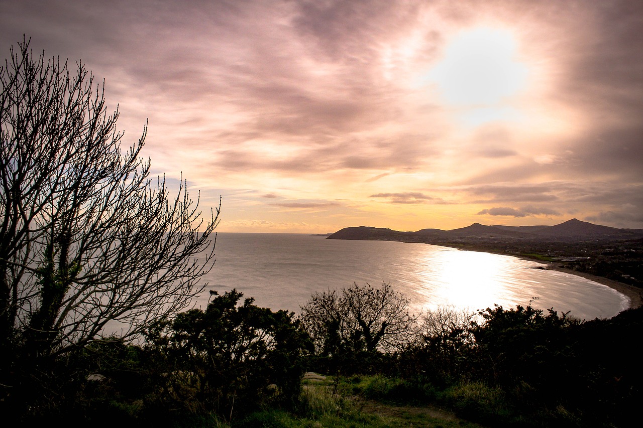 view tree sunset free photo