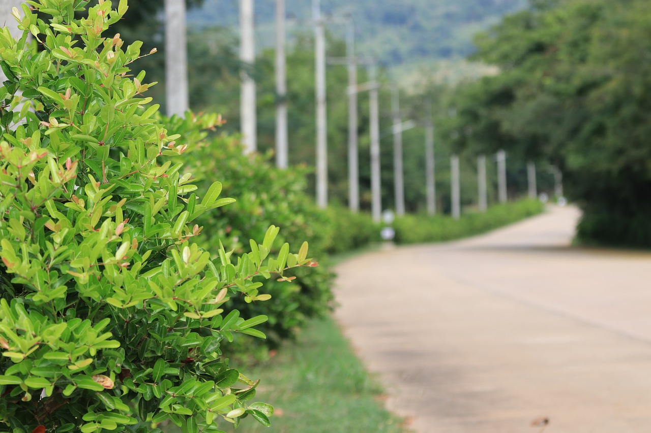 view tree nature free photo