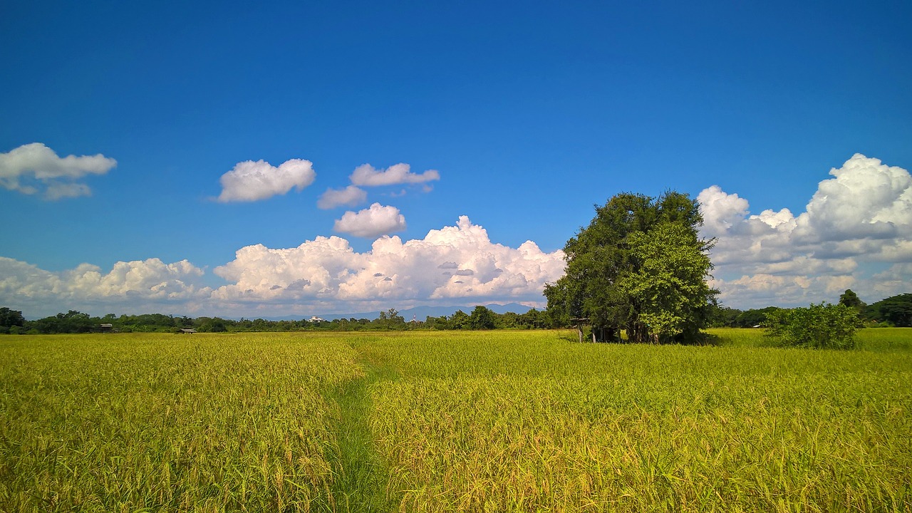 view countryside field free photo