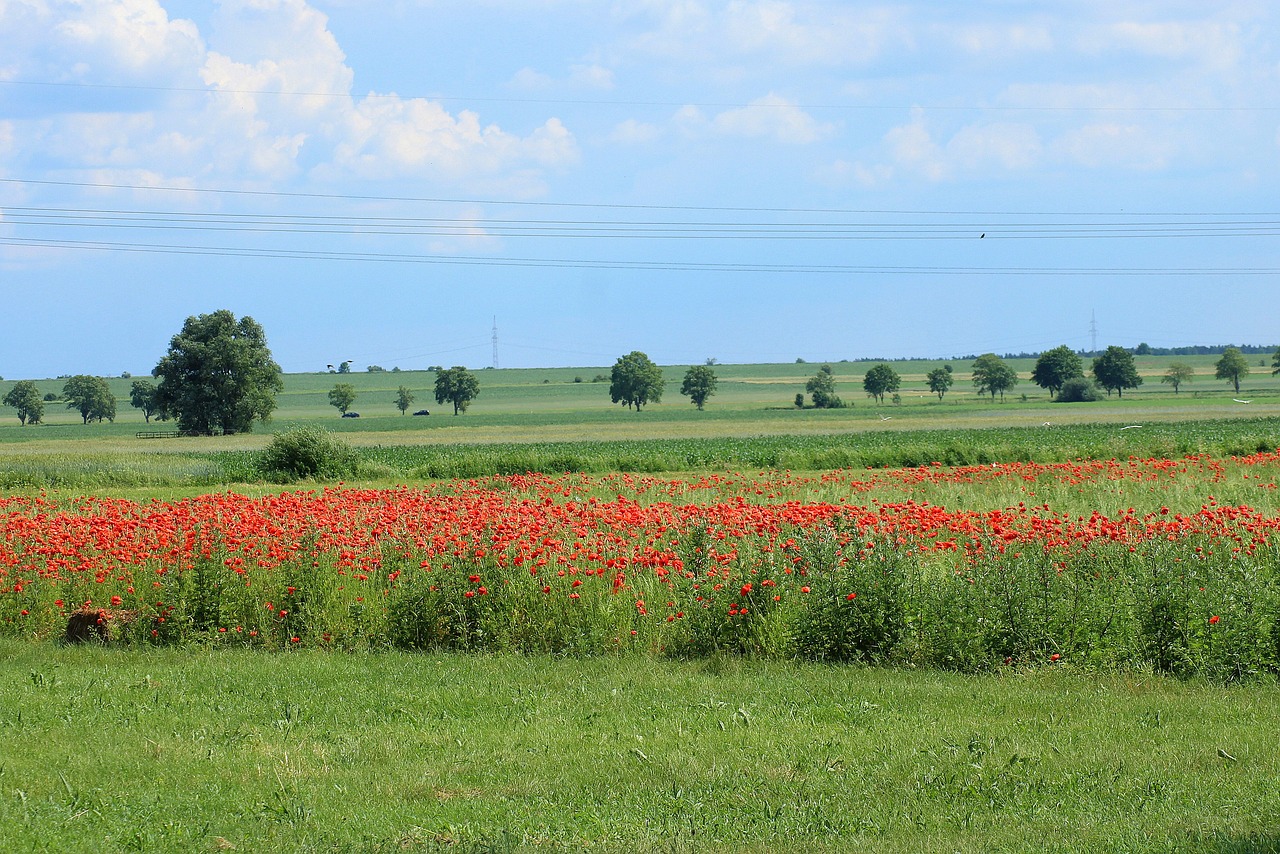 view  landscape  spring free photo